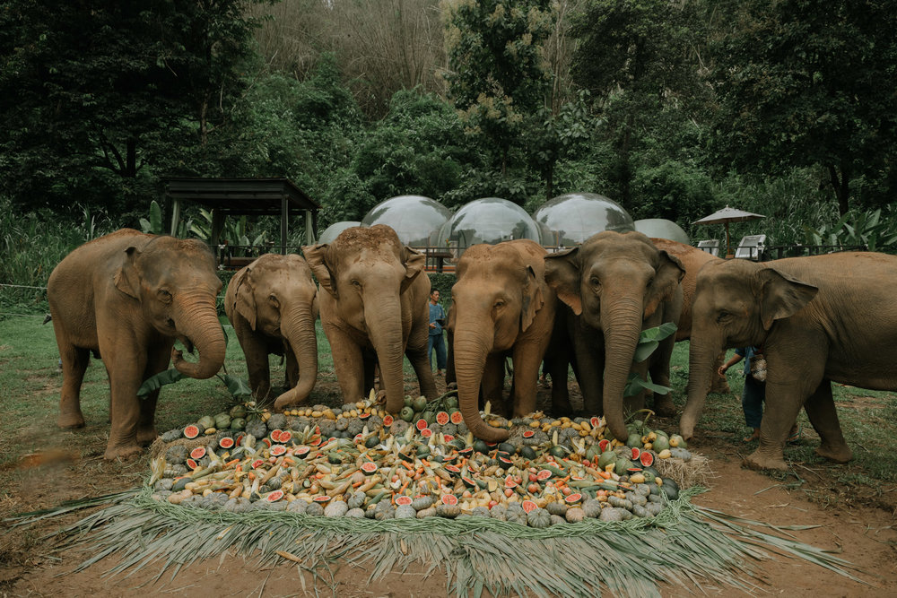 Anantara Golden Triangle Celebrated World Elephant Day with Activities
